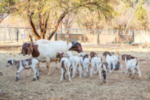 Goat Sheep Lindsay Poultry Farm